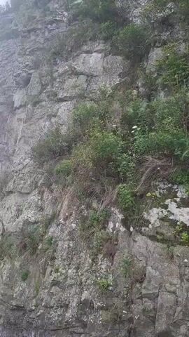 The video shows a rocky cliff face covered in vegetation. The camera pans upwards, revealing trees at the top of the cliff. The lighting suggests it is daytime, possibly overcast. There are no people or animals visible. The environment appears to be a natural, possibly mountainous or hilly area.