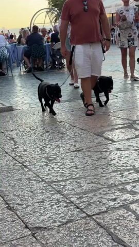 A man walks down a cobblestone street, holding the leashes of two black dogs. The dogs are wearing collars and appear to be a similar breed. The man is wearing white shorts and a maroon t-shirt. In the background, there are people sitting at tables outside a restaurant and another person walking a dog. The lighting suggests it is daytime.
