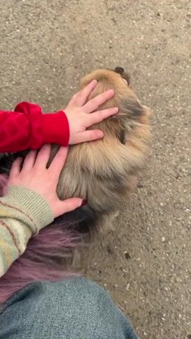 A video shows two people petting a small dog with brown, black, and tan fur. The person on the left has pink hair. The dog is then released and trots away from the camera. Two people stand in the background. A person in a brown dress is walking away from the dog and a woman in white is standing in a driveway.