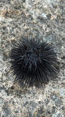 A close-up aerial view of a dead sea urchin resting on a textured, rocky surface. The sea urchin is black and spherical, covered in sharp spines that radiate outwards. The rock beneath it is a light gray and brown color, with a rough, uneven texture. The lighting suggests it is daytime, possibly overcast, as there are no harsh shadows. The video consists of a single, static shot.