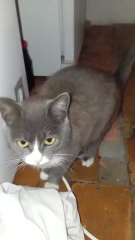 A grey and white cat stands on a floor made of reddish-brown tiles. The cat is looking down and to its left. In the foreground, a white fabric item is visible. The background is dimly lit and appears to be an indoor setting.