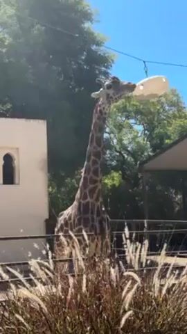 A giraffe is shown from a low angle in an outdoor enclosure. The giraffe is tall with brown spots and is reaching upwards to eat from a white bucket hanging from above. There is a low fence in front of the giraffe, with ornamental grass in the foreground. A small building with an arched window is to the left, and a covered structure is to the right. The sky is bright and blue.