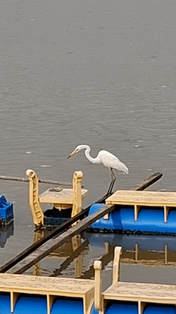 Egrets and fishing boats at a Lhokseumawe aquaculture farm