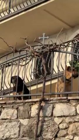 Two dogs stand on a balcony behind a black iron railing. One dog is mostly black. The other dog is tan and brown. Both dogs look out at something beyond the camera’s view. The black dog barks twice. Above the balcony is a white building with a Christian cross. There is a vine winding around the railing. The balcony is built on top of a stone wall.