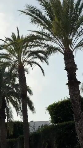 The video shows a row of palm trees against a bright sky. Some of the trees have visible power lines running between them or near them. In the background, there are hedges and some white buildings. The lower portion of the video shows the top of a silver car. The camera is panning slightly to the right.