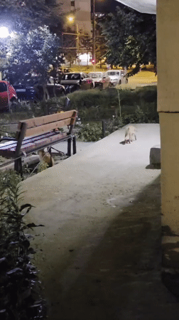 Two dogs in a Varna park at night
