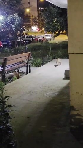 Two dogs in a Varna park at night