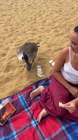 A goose is on a beach blanket near a woman. The goose is eating food from the woman's hand. The woman is wearing glasses and a white tank top and red pants. There is a book on the blanket.