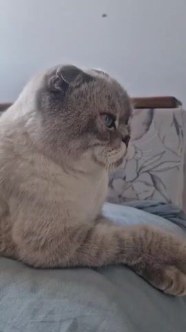 A grey cat with folded ears is lying on a blue blanket. A person's hand enters the frame from the right, and the cat looks down and licks the person's finger. The background is blurry and appears to be a room with a bed.