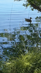Morning loop around Lake Banyoles, ducks, lily pads, and all
