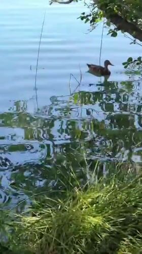 Morning loop around Lake Banyoles, ducks, lily pads, and all