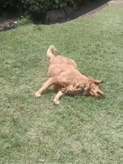Golden retriever plays in sunny Nairobi yard