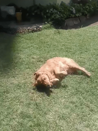 Golden retriever plays in sunny Nairobi yard