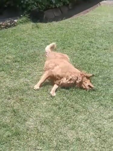 Golden retriever plays in sunny Nairobi yard