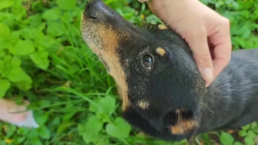 A close-up, overhead shot shows a person's hand gently petting a black and tan dog. The dog's head is tilted upwards, with its dark eyes looking slightly to the left. The dog has tan markings above its eyes and on its muzzle and ears. The background is a blur of green foliage, suggesting an outdoor setting, likely a park or garden. The lighting appears natural and diffused, indicating it might be daytime. The overall mood seems peaceful and affectionate, conveyed by the gentle interaction between the person and the dog. No visible text is present in the frame.
