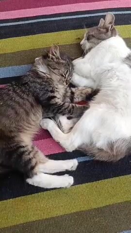 A medium shot shows two cats sleeping on a striped rug. The cat on the left is a tabby with brown, black, and gray stripes. Its head is tucked into the neck of the other cat. The cat on the right is mostly white with gray markings on its head and back. Its eyes are closed, and its head is resting on its paws. The cats are curled up together, with their bodies touching. The rug has horizontal stripes in various colors, including pink, blue, green, and black. The lighting suggests it is daytime, possibly outdoors or near a window.