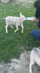 Rural Bulgaria animal life documented in 10-minute span
