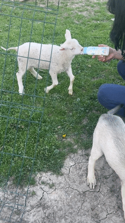 Rural Bulgaria animal life documented in 10-minute span