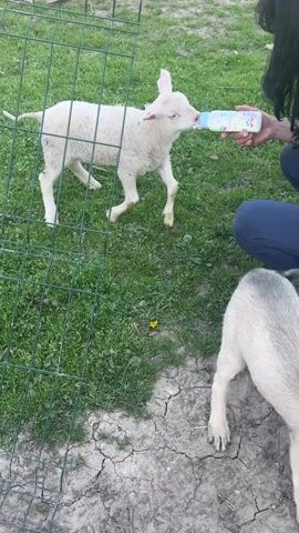 The video shows a person feeding a white lamb with a baby bottle. The lamb is standing on green grass inside a small fenced-in area, greedily sucking from the bottle, while the person, wearing blue pants, is kneeling and holding the bottle steady. Another light-colored animal, likely a goat, is partially visible in the lower right corner of the frame. The ground in that area is dry and cracked. In the background, there's a glimpse of a weathered wooden structure.