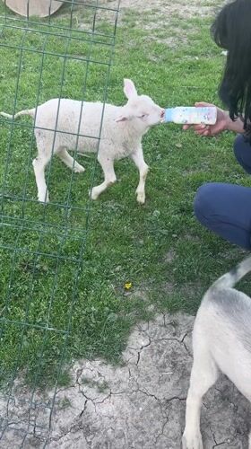 Rural Bulgaria animal life documented in 10-minute span