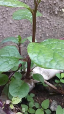 The video shows a plant with green leaves and a reddish-purple stem growing against a rough, grey wall. The leaves have visible veins. There's also some smaller, ground-covering greenery and small stones visible in the soil at the base of the plant. The camera angle is low, close to the ground.