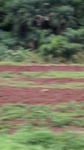 The video presents a view from a moving vehicle, showcasing a landscape in an agricultural area. The foreground features cultivated fields with alternating rows of dark soil and green vegetation. Small, young trees are visible along the side of the road. In the background, a gently sloping hill covered in greenery, palm trees, and other vegetation dominates the view. The sky appears overcast. The motion of the vehicle is noticeable throughout the video.
