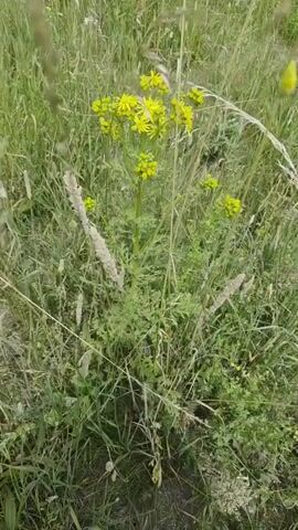 A hand with a ring on its finger is shown reaching out towards a cluster of small yellow flowers surrounded by tall green grass and other wild plants. The focus is on the flowers and the hand, with the background being blurred. The camera slowly moves, creating a slight motion blur.