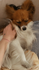 Papillon dog enjoys belly rubs on couch in Budva
