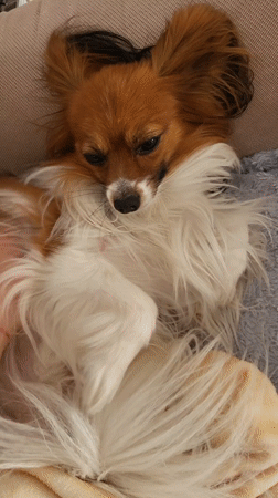 Papillon dog enjoys belly rubs on couch in Budva
