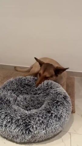 The video shows a light brown dog with large ears lying on a fluffy gray dog bed in what appears to be a home environment. The dog is interacting with the bed, nudging it with its nose and paws. The dog then gets up and moves away from the bed, looking to its right as if observing something off-camera. The floor is tiled, and a rug is visible beneath the dog bed. A plain white wall is in the background.
