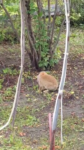 A rabbit is sitting on the ground near some bushes. A cat walks through the grass. The cat ignores the rabbit.