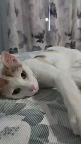 A white cat with brown and black markings is lying on its side on a bed. The cat's head is resting on the bed, and its eyes are open and looking towards the camera. The cat's body is stretched out, and its paws are extended. The background is a blurry curtain with a floral pattern.