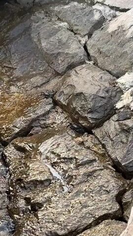 The video shows a rocky shoreline with several small dark crabs moving amongst the rocks and shallow water. The rocks are wet and appear to be covered in algae or seaweed in some areas. The water is clear and reflects the sunlight. The crabs are actively scuttling across the rocks and into crevices. The camera angle is from above, looking down at the scene. The lighting suggests it is daytime.