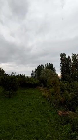 The video shows a cloudy sky with a flock of birds flying in formation in the distance. Below the sky is a green, grassy yard with several trees. To the left, there is a building with a red roof. The trees are lush and green, and the overall scene suggests an outdoor environment, possibly a rural or suburban setting.