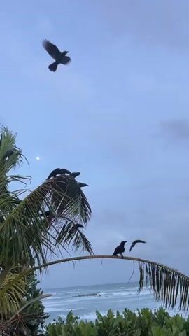 This is a vertical video of several black birds, likely crows or similar corvids, against a cloudy, overcast sky. The birds are engaged in a variety of activities: some are perched on the fronds of a palm tree, while others are in flight, soaring and swooping through the air. One bird is perched prominently on a curved palm frond extending over the ocean, while several others huddle together on a higher cluster of fronds. The ocean is visible in the background, with gentle waves lapping at the shore. The sky is a muted blue-gray, suggesting it's either early morning or late evening. The moon is faintly visible in the upper left portion of the frame. The overall impression is one of a somewhat somber or moody atmosphere, with the dark silhouettes of the birds contrasting with the muted tones of the sky and sea. The setting appears to be a tropical coastal environment, given the presence of the palm tree and the ocean. There are no discernible people or text in the video.