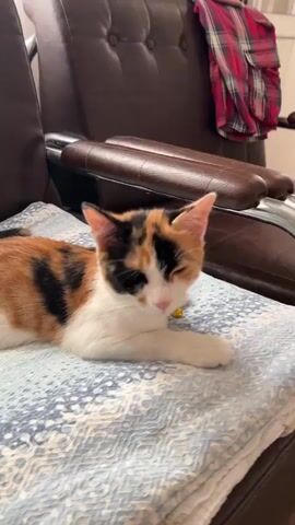 A calico kitten lies on a blue and white patterned blanket on a brown leather couch. The kitten has white, orange, and black patches. A human hand gently pets the kitten's head and chest. The kitten's eyes are partially closed, and it appears relaxed. The environment appears to be an indoor living room.
