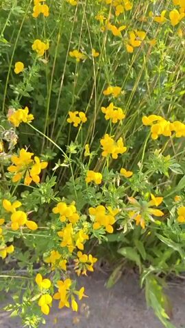 A close-up, handheld video captures a field of blooming wildflowers. The dominant flowers are small, bright yellow, with some clusters of purple wildflowers visible in the background. The camera pans slightly, focusing on the dense foliage and the delicate petals of the yellow blossoms. Thin stems and green leaves create a lush backdrop. The lighting suggests it is daytime, with soft sunlight illuminating the flowers.