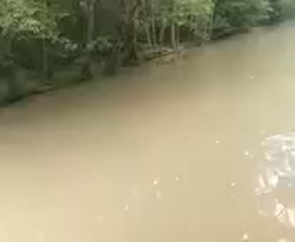 From a slightly elevated perspective, the video captures a body of murky water surrounded by dense green vegetation, likely a river or channel within a wooded area. The water is brown, suggesting sediment or tannins. The camera appears to be on a moving vessel, as the view drifts along the water's surface. The trees along the bank are thick with leaves, indicating a lush environment. There is a sliver of an individual's arm or shoulder on the right side of the frame.