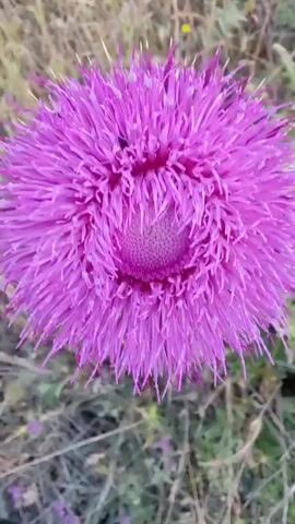 A close-up, 5-second video captures a single, vibrant magenta-purple thistle flower in an outdoor setting, likely a field or natural area in Selishte, Bulgaria. The flower is prominent in the frame, showcasing its numerous spiky petals radiating from a textured central disc. A small insect, possibly a bee or fly, can be briefly seen moving on the flower's petals, accompanied by an audible buzzing sound. The background is softly blurred, revealing hints of dry, light-colored vegetation, suggesting natural daylight. The camera maintains a steady, close focus on the flower throughout the short clip.