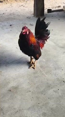 A rooster stands on a concrete surface. The rooster has dark feathers with reddish-brown and some iridescent blue-green highlights. It has a red comb and wattle. Its tail feathers are long and black with some iridescent blue-green. The rooster's legs and feet are yellow. It is standing with its body angled slightly to the left, and its head is turned towards the camera. The background is blurred, but appears to be an outdoor setting with dirt and some structures.