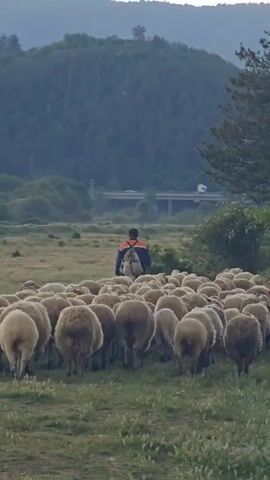 A man walks away from the camera, guiding a flock of sheep across a grassy field. The man is wearing a dark jacket with orange accents and has a backpack on. The sheep are mostly white and fluffy, and they are walking in a group behind the man. In the background, there is a wooded area, and a bridge can be seen in the distance. The sky is overcast.