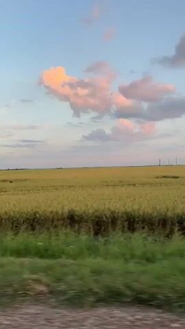 The video shows a view from a moving vehicle looking out at a vast, golden field of crops under a pale blue sky with pink-tinged clouds. The crops appear to be wheat or a similar grain, with distinct rows or patterns visible in the field. In the foreground, there is a strip of green grass and a hint of a dirt road or path. The lighting suggests it is either sunrise or sunset, casting a warm glow over the landscape. In the distance, silhouetted structures, possibly farm equipment or power lines, are barely visible on the horizon. The motion of the video indicates a slow, steady movement, giving a sense of journeying through the countryside. There are no people or animals visible in the frame. The overall atmosphere is peaceful and serene, capturing a moment of natural beauty.