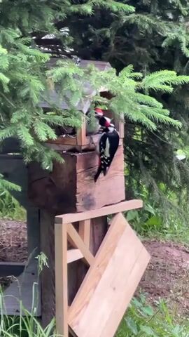 The video shows a woodpecker perched on a wooden bird feeder. The bird feeder is attached to a larger wooden structure, possibly a post or a tree stump, and is surrounded by lush green foliage, likely from evergreen trees. The woodpecker is a great spotted woodpecker, with black and white plumage and a red patch on its head. It appears to be pecking at something on the bird feeder. In the background, out of focus, is more greenery. The lighting suggests it is daytime, possibly overcast. The camera angle is from a low to medium height, looking up at the bird feeder and the woodpecker.
