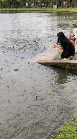Morning fish feeding draws families to Thai lake