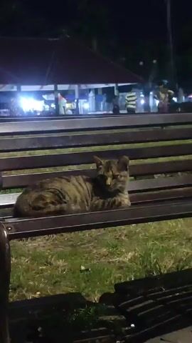 Here is a description of the video:

The video shows a tabby cat lounging on a wooden park bench. The cat is facing towards the camera with its eyes open, but it otherwise remains still. Behind the bench, there is a grassy area and what appears to be a park gathering or event with several people in the background, which is slightly out of focus. There is a building with a red roof and bright lights in the background. The scene is captured at night.