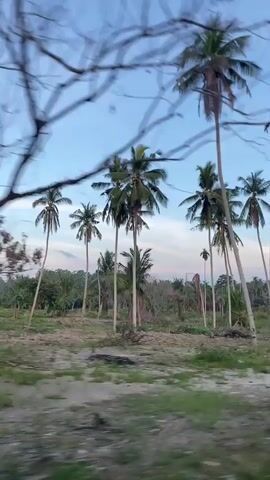 The video depicts a rural landscape with numerous palm trees and vegetation. The camera is in motion, possibly attached to a moving vehicle, providing a blurry and rapid view of the scenery. The sky is visible above the trees, suggesting an outdoor daytime setting. Debris and fallen branches litter the ground, hinting at land clearing or natural occurrences like storms. As the camera moves, a single-story building comes into view, constructed with light-colored brick and covered with a rusty roof. A motorbike is parked near the building, adding to the rural feel. The fast-paced movement of the camera and the blur in the footage make it challenging to discern finer details of the scene.
