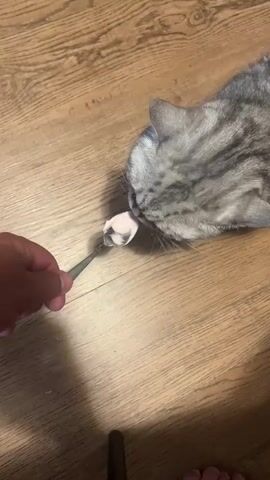 A person's hand holds a small spoon with a pink substance on it. A grey tabby cat is shown from the side, with its head bent down to lick the substance off the spoon. The cat's mouth is touching the spoon. The scene takes place indoors on a wooden floor.