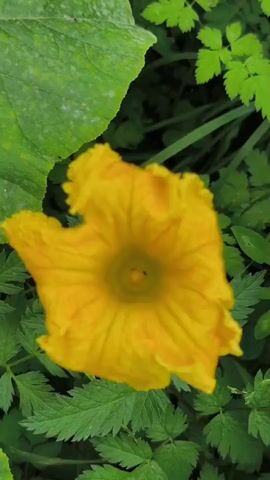 A close-up video of a vibrant yellow squash blossom is shown. The flower's petals are ruffled and textured, with prominent veins. In the center of the blossom, a darker yellow stigma is visible, surrounded by fuzzy stamen. The background is filled with lush green foliage, including large, broad leaves and smaller, fern-like plants. The lighting appears natural, suggesting an outdoor setting. The video is brief, focusing entirely on the detail and color of the flower.
