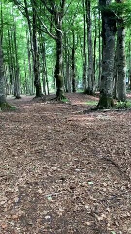 A small white and brown dog is running through a forest. The dog is in the foreground, and the forest is in the background. The trees are tall and green, and the ground is covered in fallen leaves. The sunlight is filtering through the trees, creating a dappled effect. The dog appears to be happy and energetic, its tail wagging as it runs. The overall scene is peaceful and serene. The location is Abbadia San Salvatore, Italy. The time of day appears to be daytime.