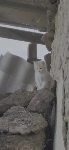 A small, light-colored kitten sits on rocks amidst rubble. The kitten looks around and then lowers its head, seemingly tucking it into its body. The background is blurry, showing a cloudy sky, wooden beams, and parts of a damaged structure. The overall scene suggests an outdoor, possibly abandoned or dilapidated, environment.